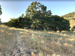 Oak woodland hillside