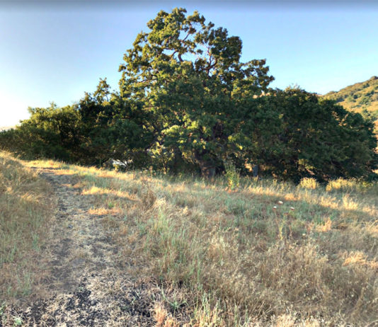Oak woodland hillside
