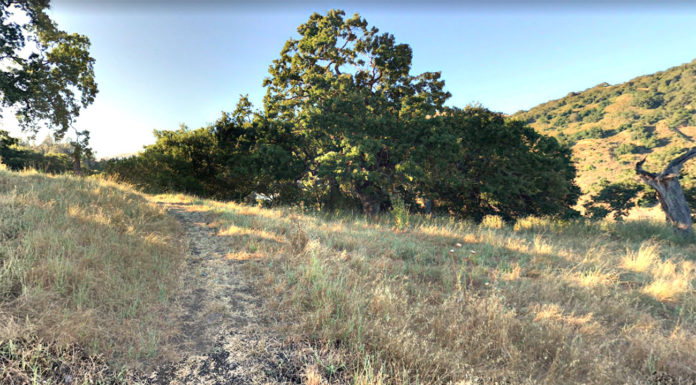 Oak woodland hillside
