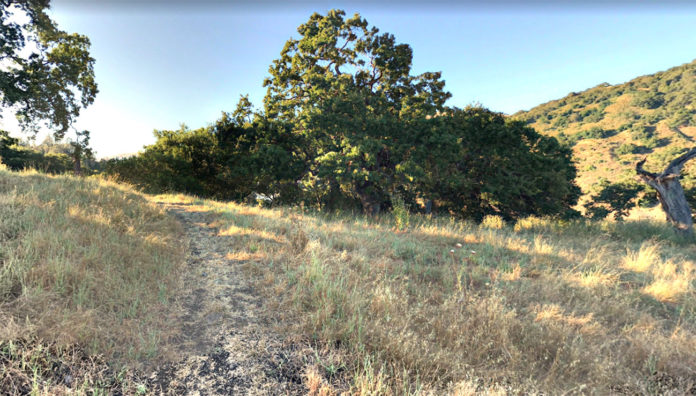 Oak woodland hillside