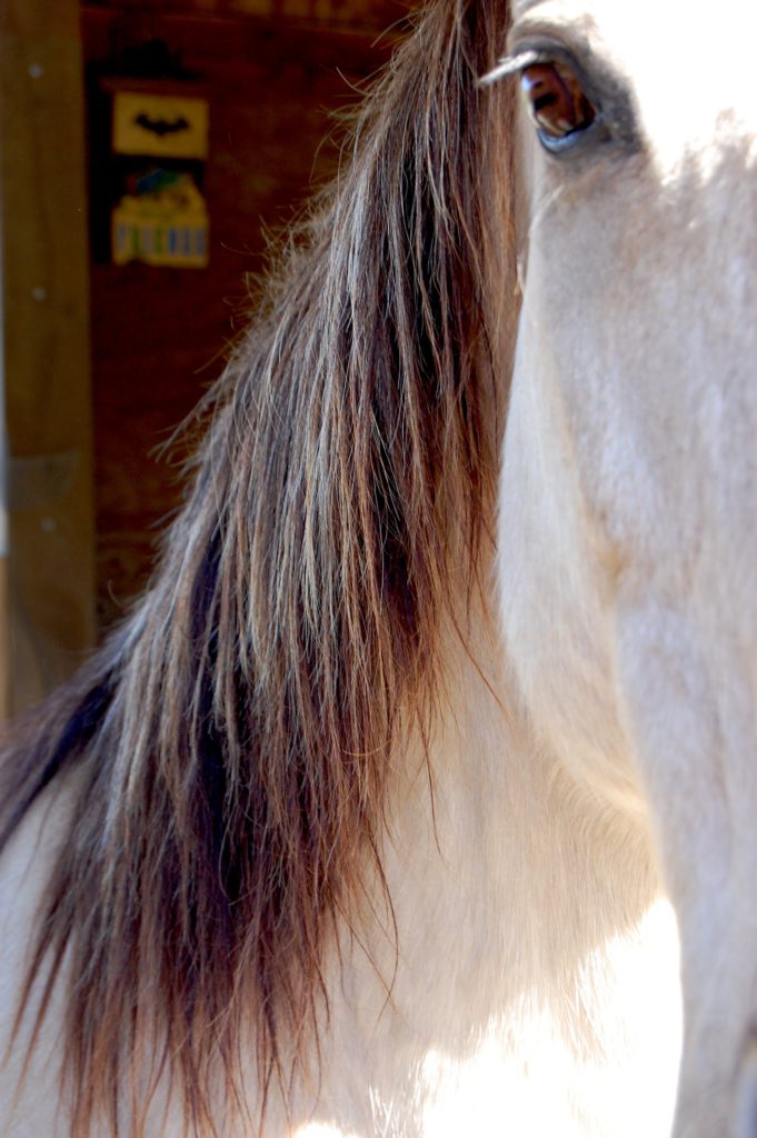 white horse with brown mane