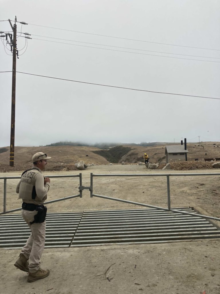 BLM ranger and cows