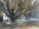 firefighters mopping up