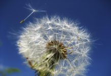 dandelion