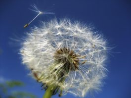 dandelion