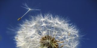 dandelion