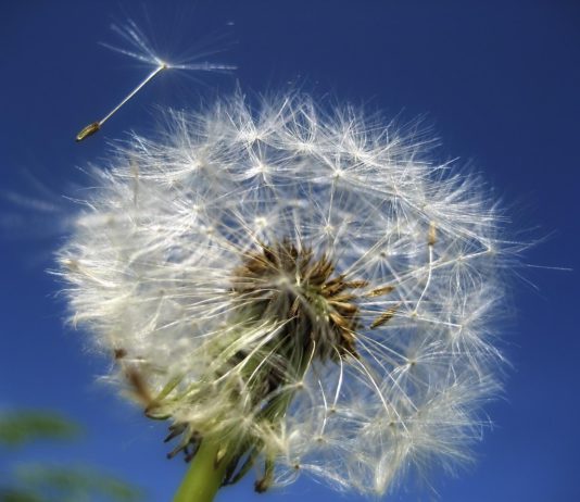 dandelion