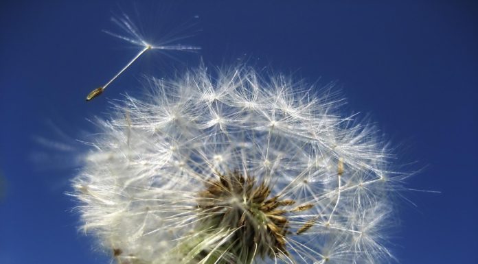 dandelion