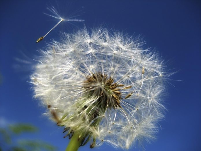 dandelion