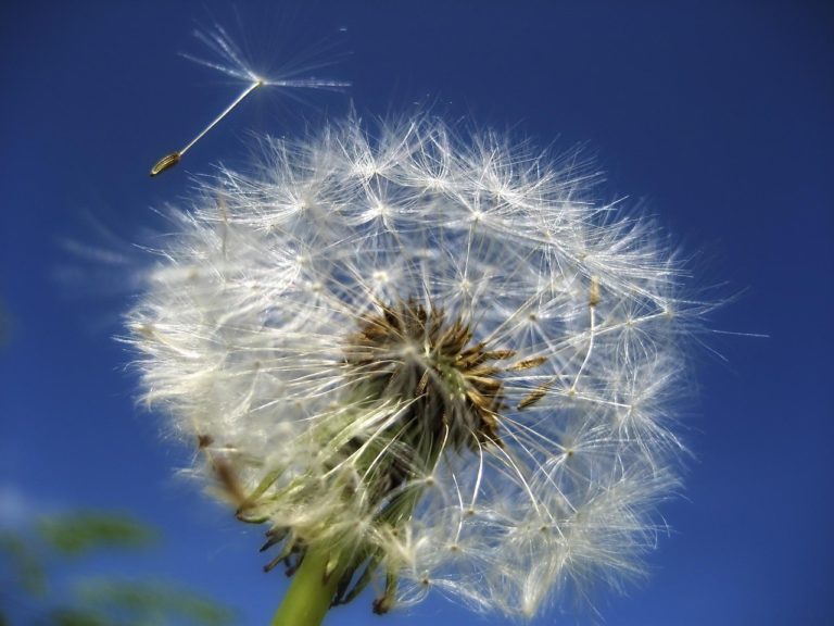 dandelion