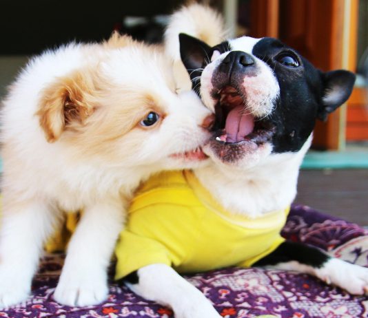 Wag Hotels to pay $150,000 to settle dog bites lawsuit Dog Bite