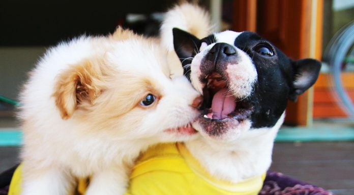 Wag Hotels to pay $150,000 to settle dog bites lawsuit Dog Bite