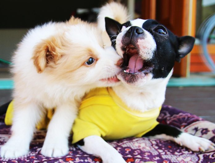 Dog Bite