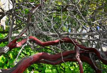 We’re moving from chips to charm manzanita tree in Los Gatos