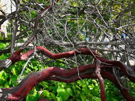 We’re moving from chips to charm manzanita tree in Los Gatos