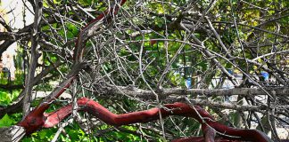 manzanita tree in Los Gatos