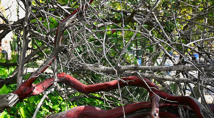 We’re moving from chips to charm manzanita tree in Los Gatos