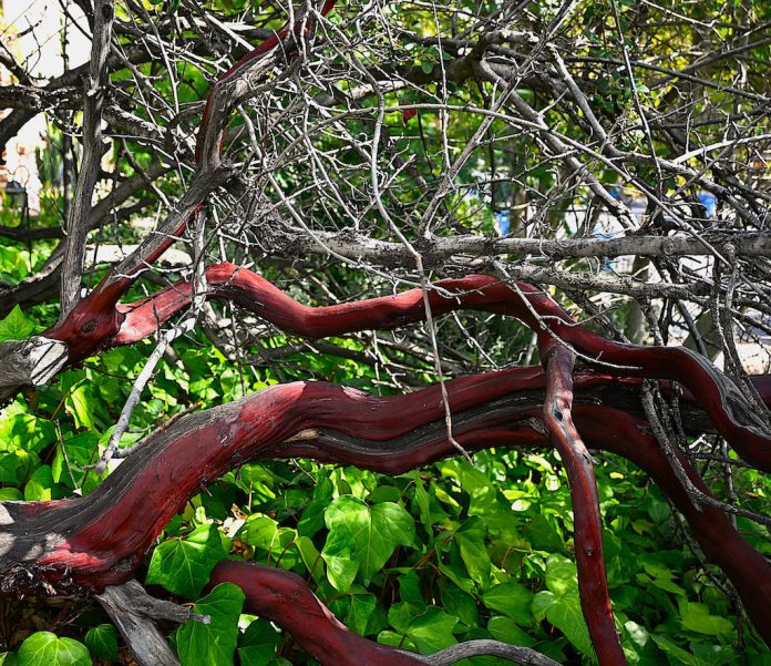 Sturdy Tree manzanita tree in Los Gatos