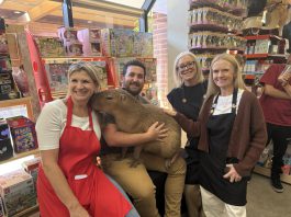capybara at the toy store