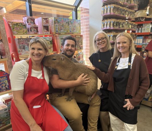 Capybara appearance at Automobuild excites Los Gatos community capybara at the toy store