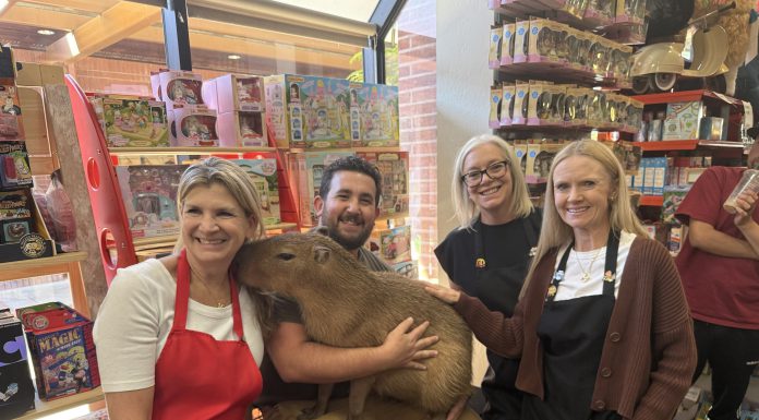 Capybara appearance at Automobuild excites Los Gatos community  capybara at the toy store