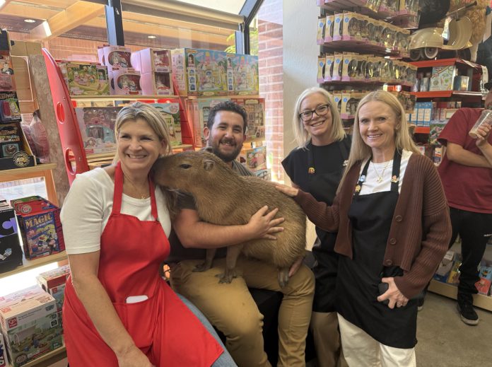 capybara capybara at the toy store