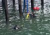 One adult dead, dog sent to animal hospital after van launches off Santa Cruz Wharf Santa Cruz Wharf vehicle extraction