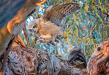 Local photogs among Midpen contest winners owl