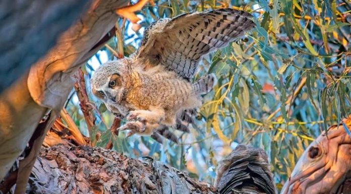 Local photogs among Midpen contest winners owl