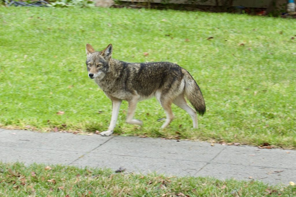 coyote partially on grass and sidewalk