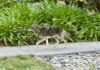 Coyote cruises through Los Gatos (photos) coyote walk