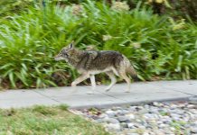 Coyote cruises through Los Gatos (photos) coyote walk