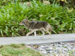 Coyote cruises through Los Gatos (photos) coyote walk