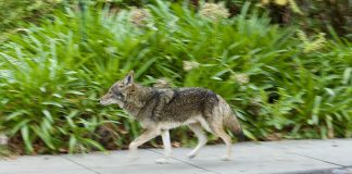 coyote walk