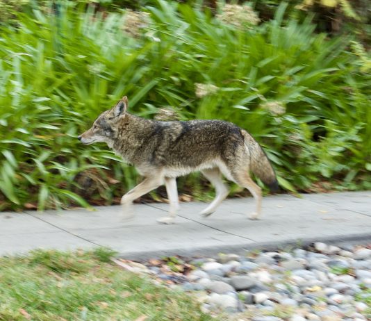 Coyote cruises through Los Gatos (photos) coyote walk