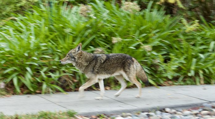 Coyote cruises through Los Gatos (photos) coyote walk