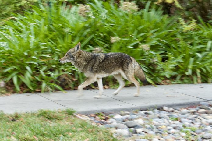 Coyote on path coyote walk