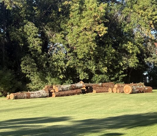 Letters: Losing the forest for the fairway trunk segments