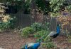 Peacock Flock (photo) peacocks