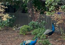 Peacock Flock (photo) peacocks