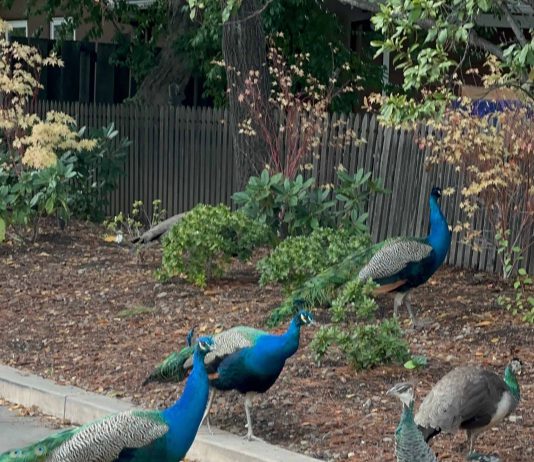 Peacock Flock (photo) peacocks