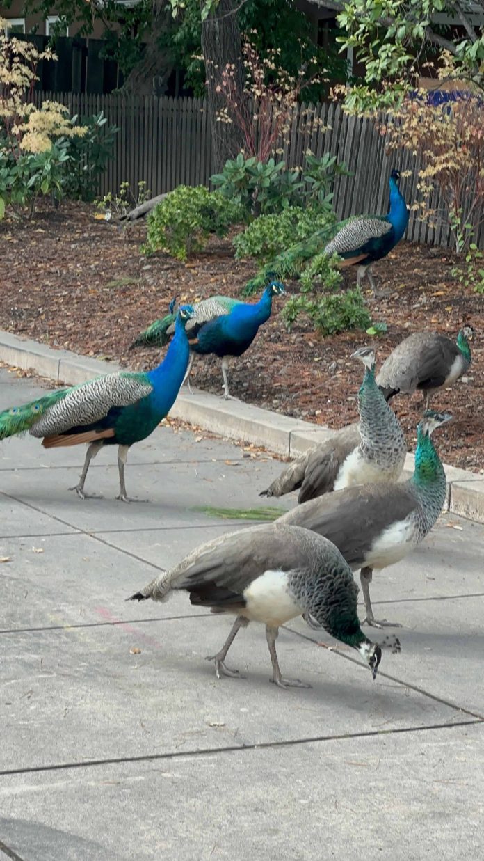 peacocks