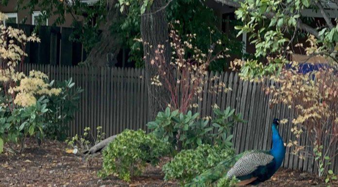 Peacock Flock (photo) peacocks