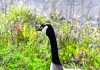 Canada Goose in Silicon Valley