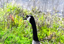 Canada Goose in Silicon Valley