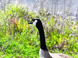 Canada Goose in Silicon Valley
