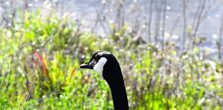 Canada Goose in Silicon Valley