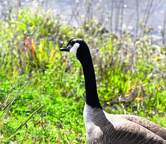 Canada Goose in Silicon Valley
