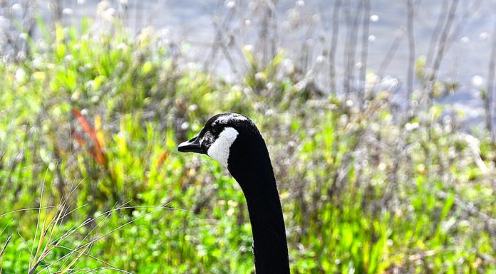 Canada Goose in Silicon Valley