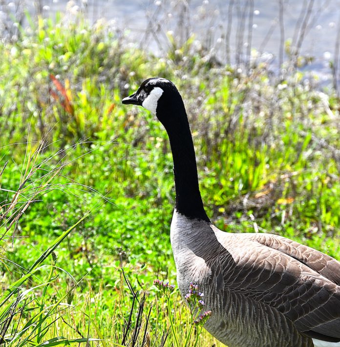 Canada Goose in Silicon Valley